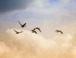 בעלי חיים כלי תעופה